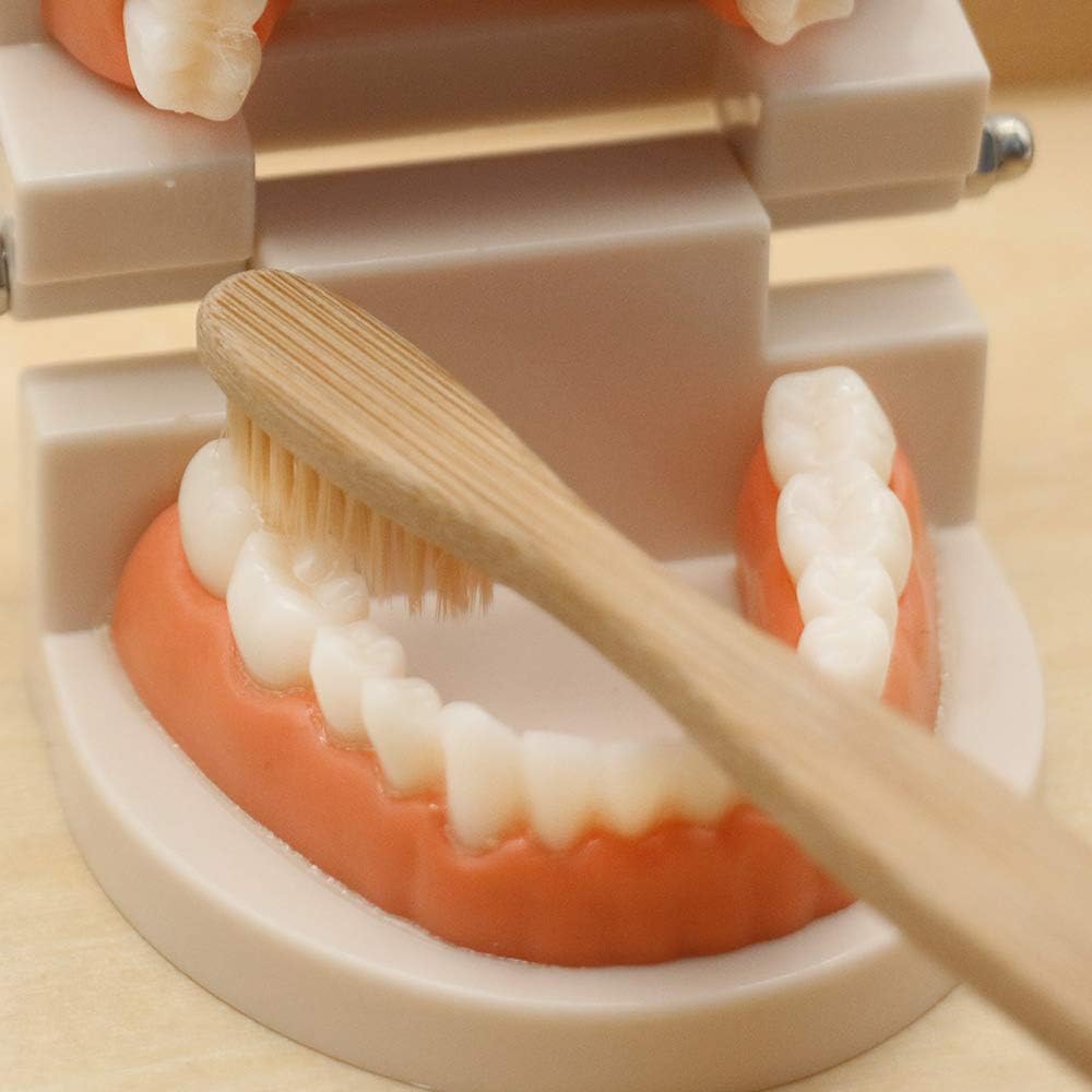 Montessori Brushing Teeth Model