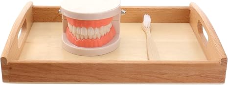 Montessori Brushing Teeth Model