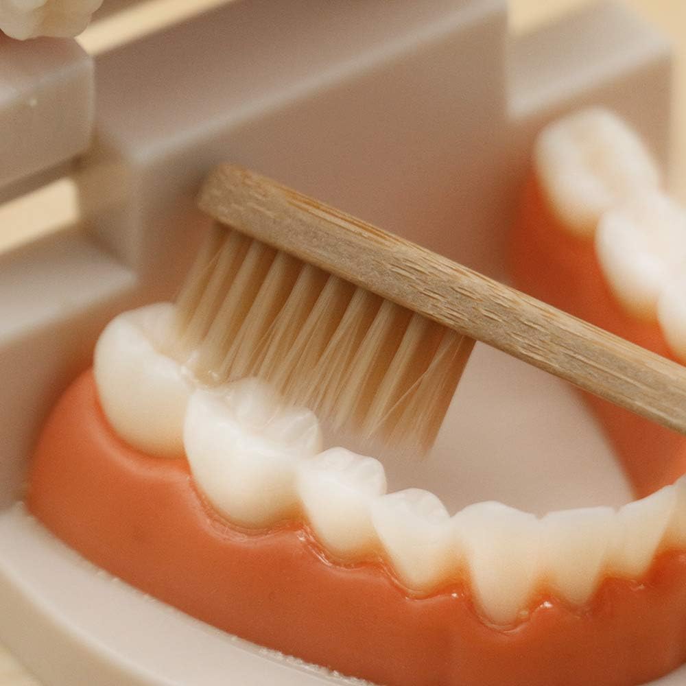 Montessori Brushing Teeth Model