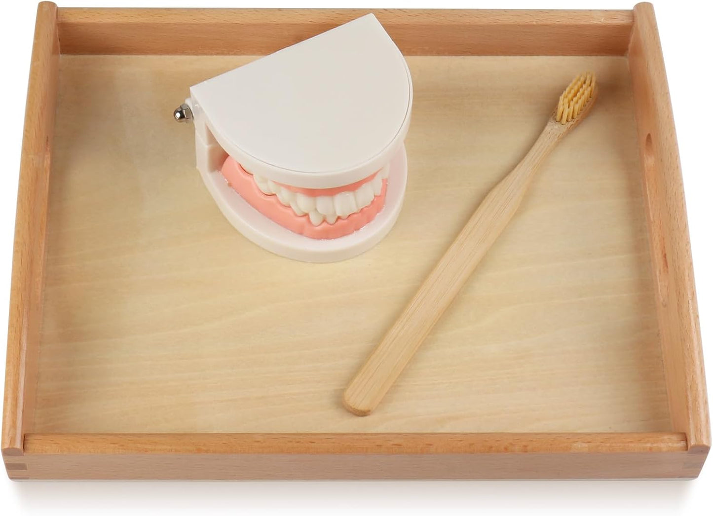 Montessori Brushing Teeth Model