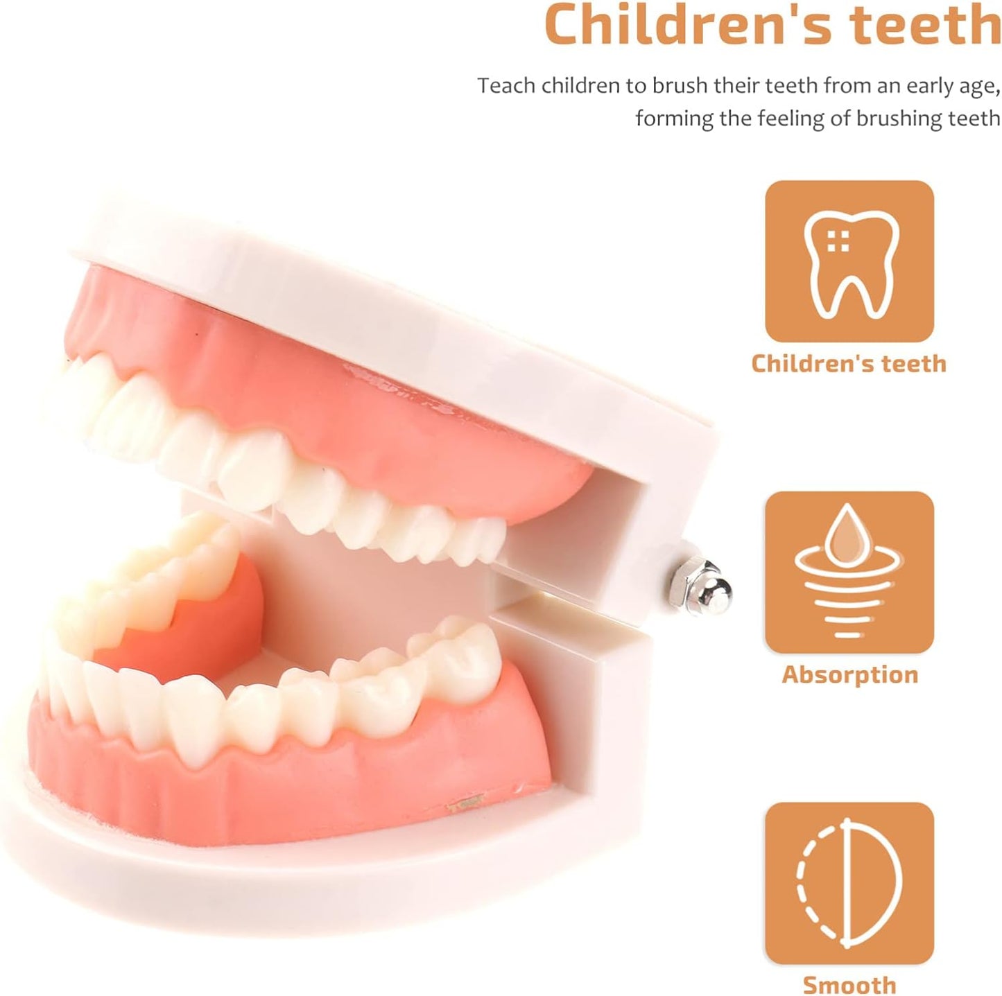 Montessori Brushing Teeth Model