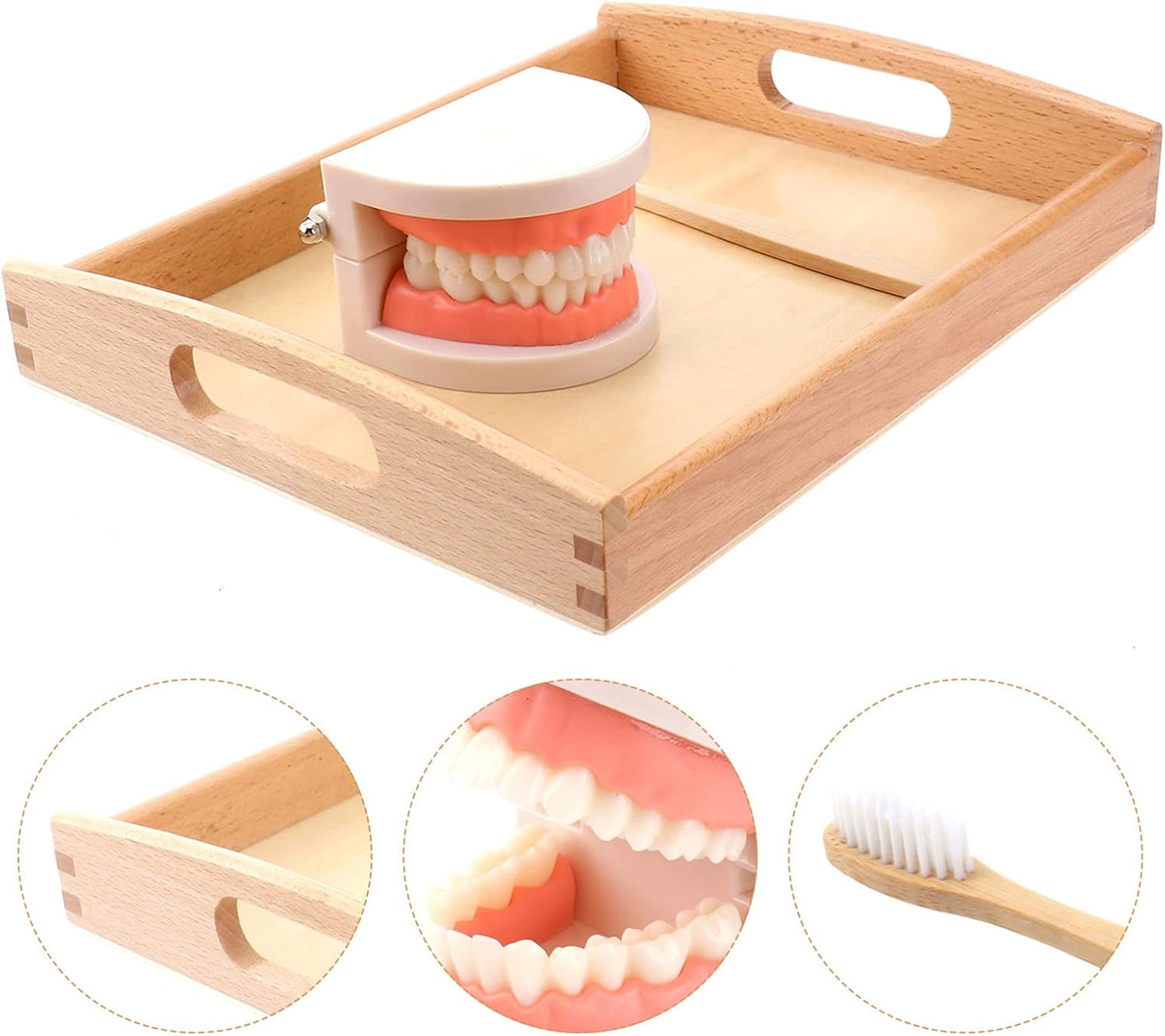 Montessori Brushing Teeth Model